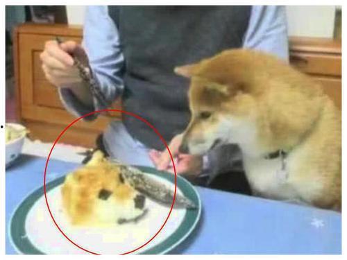 718黑瓜吃料狗头,718黑瓜与吃料狗头的趣味碰撞