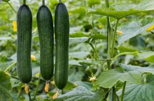 778su黑料吃瓜,一场网络吃瓜盛宴